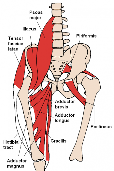 文件:Anterior Hip Muscles 2.png
