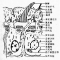 2014年1月18日 (六) 11:30的版本的缩略图