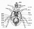 2014年1月18日 (六) 08:55的版本的缩略图