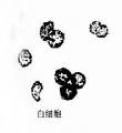 2014年1月18日 (六) 08:08的版本的缩略图