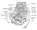 2014年1月18日 (六) 09:29的版本的缩略图