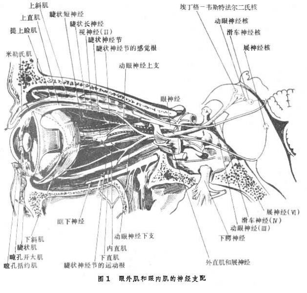 文件:眼外肌和眼内肌的神经支配.jpg