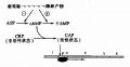 2014年1月18日 (六) 07:49的版本的缩略图
