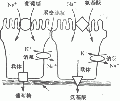 2014年1月18日 (六) 12:38的版本的缩略图
