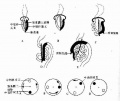 2014年1月18日 (六) 14:04的版本的缩略图