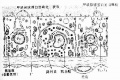2014年1月18日 (六) 09:03的版本的缩略图