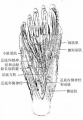 2014年1月18日 (六) 11:38的版本的缩略图