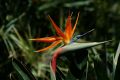Bird of Paradise flower.jpg