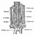 2014年1月18日 (六) 09:43的版本的缩略图