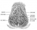 2014年1月18日 (六) 09:38的版本的缩略图