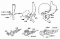 2014年1月18日 (六) 09:51的版本的缩略图