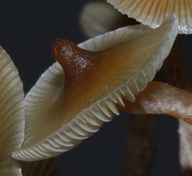 文件:Psilocybe makarorae 14909.jpg