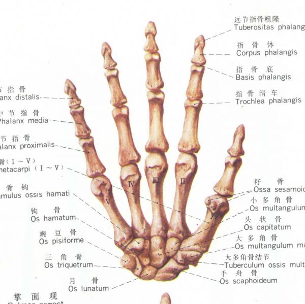 文件:掌骨附着肌肉.jpg