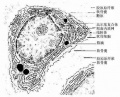 2014年1月18日 (六) 17:02的版本的缩略图