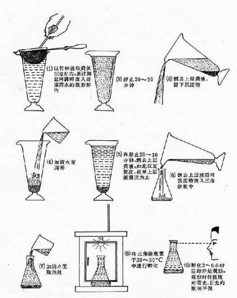 文件:Gleyczz1.jpg