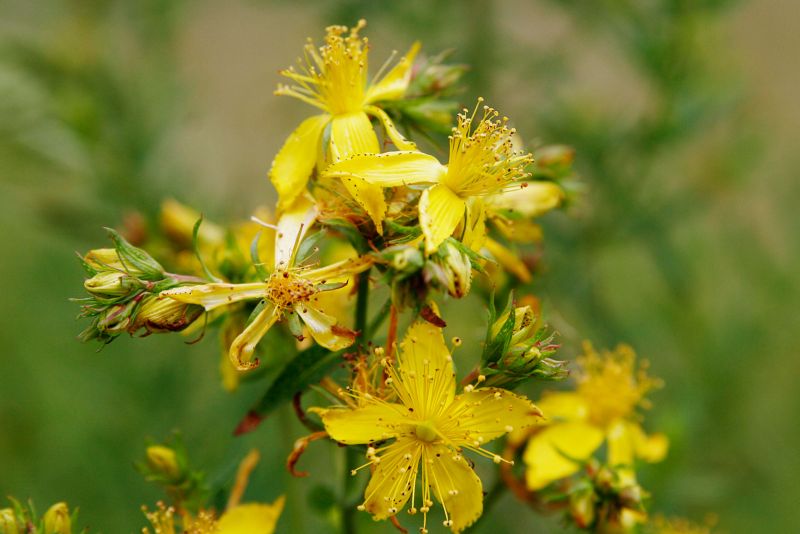 文件:Saint johns wart flowers.jpg