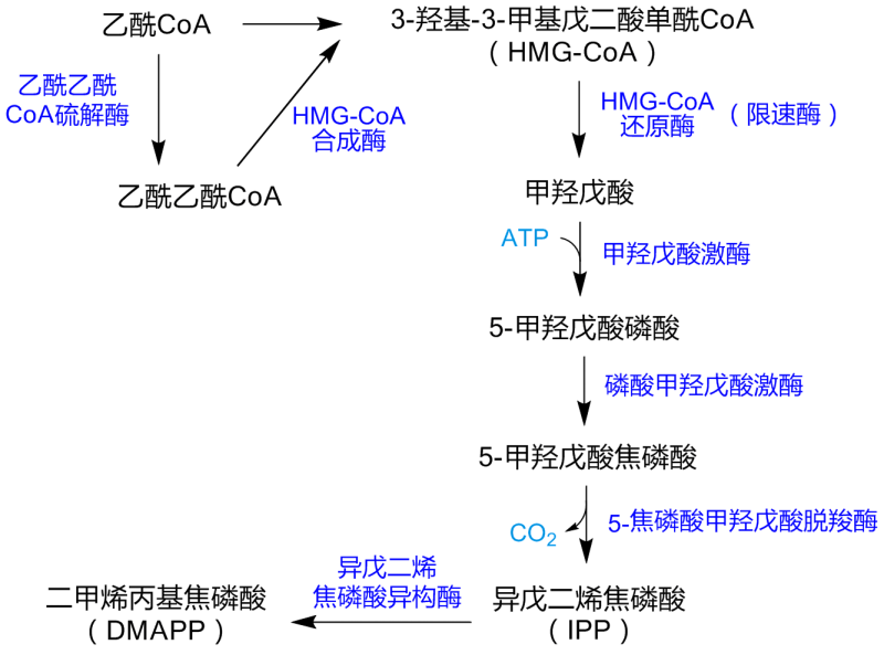 文件:MevalonatePathway zh.png