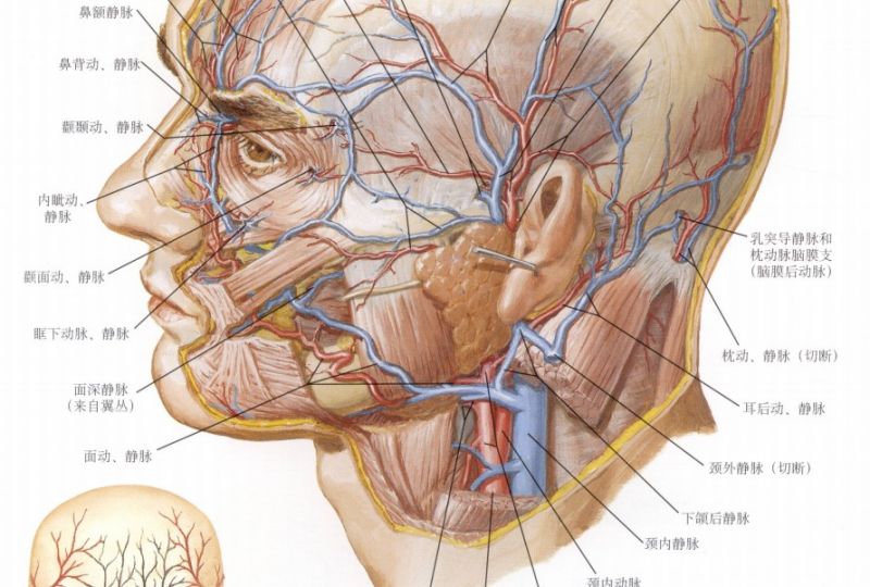 文件:面静脉.jpg