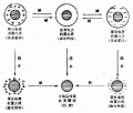 2014年1月18日 (六) 09:59的版本的缩略图