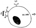 2014年1月18日 (六) 12:32的版本的缩略图