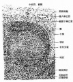2014年1月18日 (六) 07:33的版本的缩略图