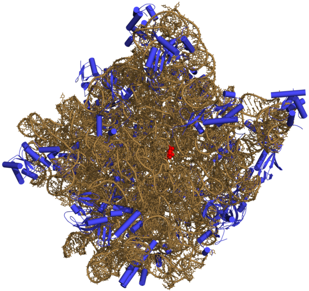 文件:50S-subunit of the ribosome 3CC2.png