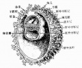 2014年1月18日 (六) 08:17的版本的缩略图
