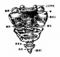2014年1月18日 (六) 09:41的版本的缩略图
