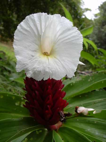 文件:Starr 030807-0069 Costus speciosus.jpg