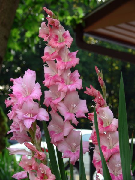 文件:Gladiolus 7-19-06.jpg