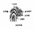 2014年1月18日 (六) 07:54的版本的缩略图