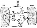 2014年1月18日 (六) 12:11的版本的缩略图